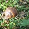 Weinbergschnecke